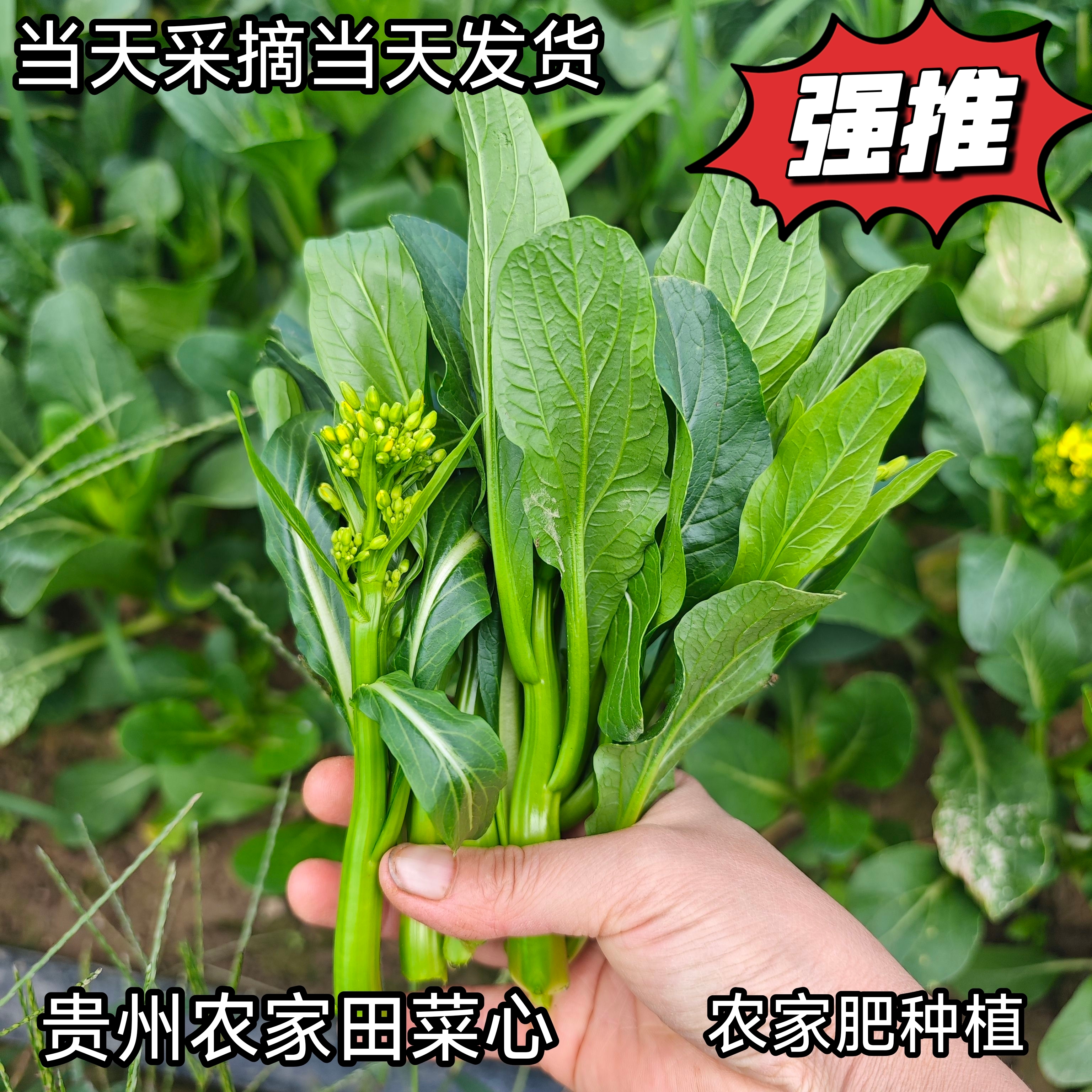 贵州农家自种甜菜心菜台农家田园青梗油绿甜脆多汁蔬菜包邮