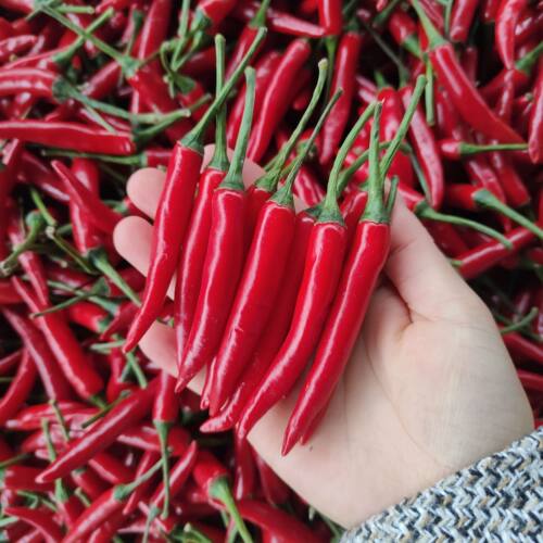 小米辣椒农家自种红辣椒