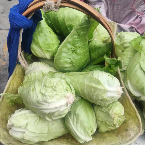贵州农家露天种植新鲜蔬菜包菜卷心菜