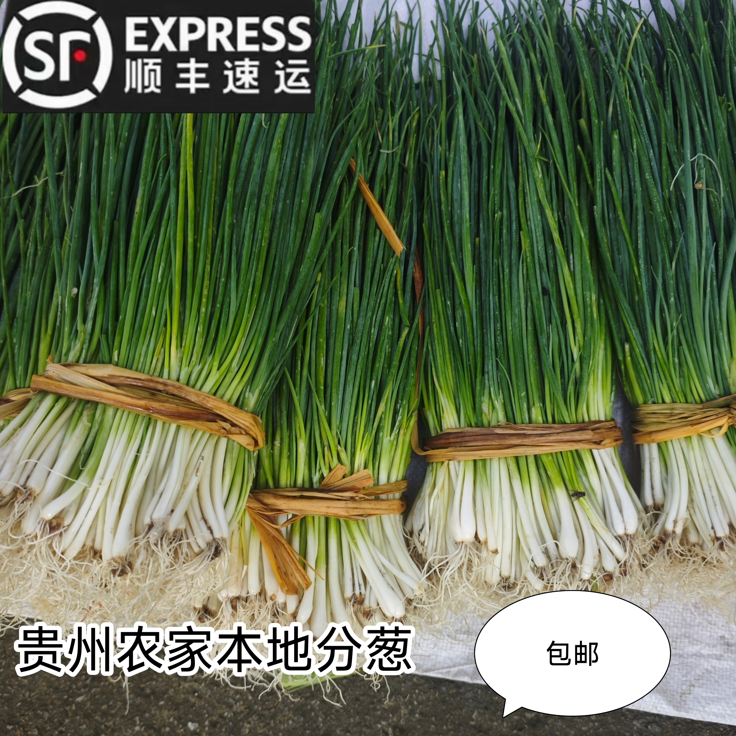 贵州乡村农家自种天然绿色食品新鲜分葱调料根葱小葱山葱团蒜闪发