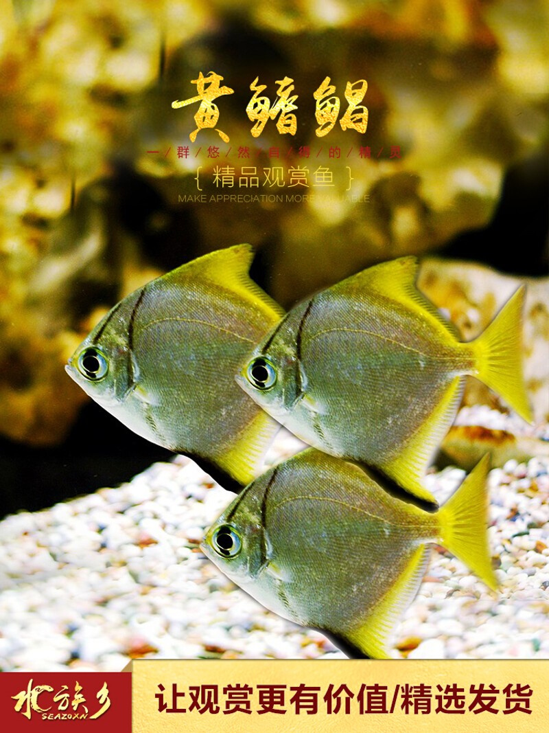 黄鳍鲳鱼珊瑚神仙鱼海水t鱼淡化人工繁育群游蝙蝠鲳鱼大眼鲳淡水