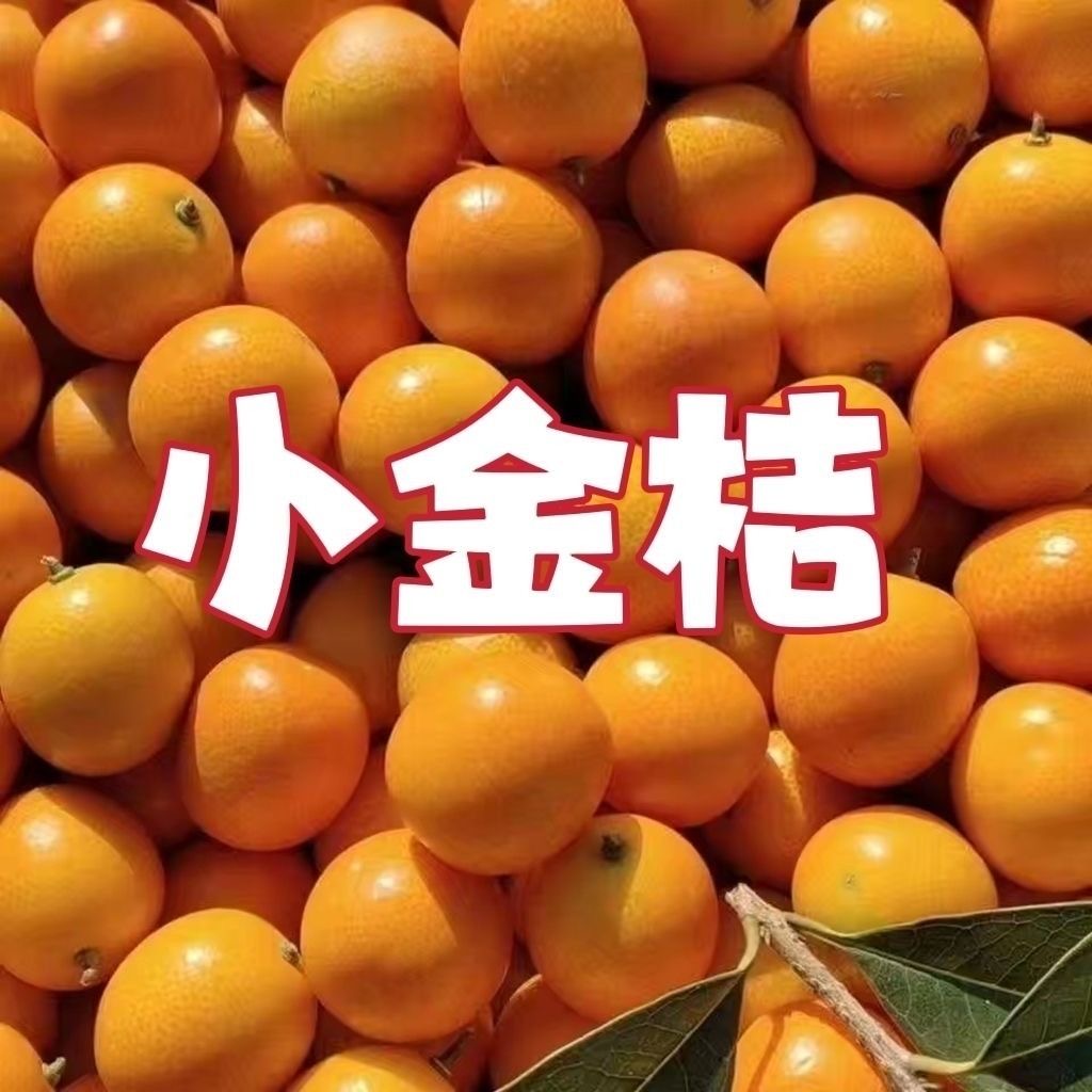 广西桂林脆皮金桔5斤桔子应当季现摘新鲜纯甜水果金柑孕妇整箱包
