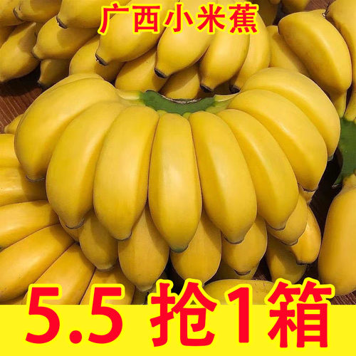 正宗广西小米蕉香蕉9斤新鲜水果整箱当季鲜苹果蕉自然熟粉蕉包邮