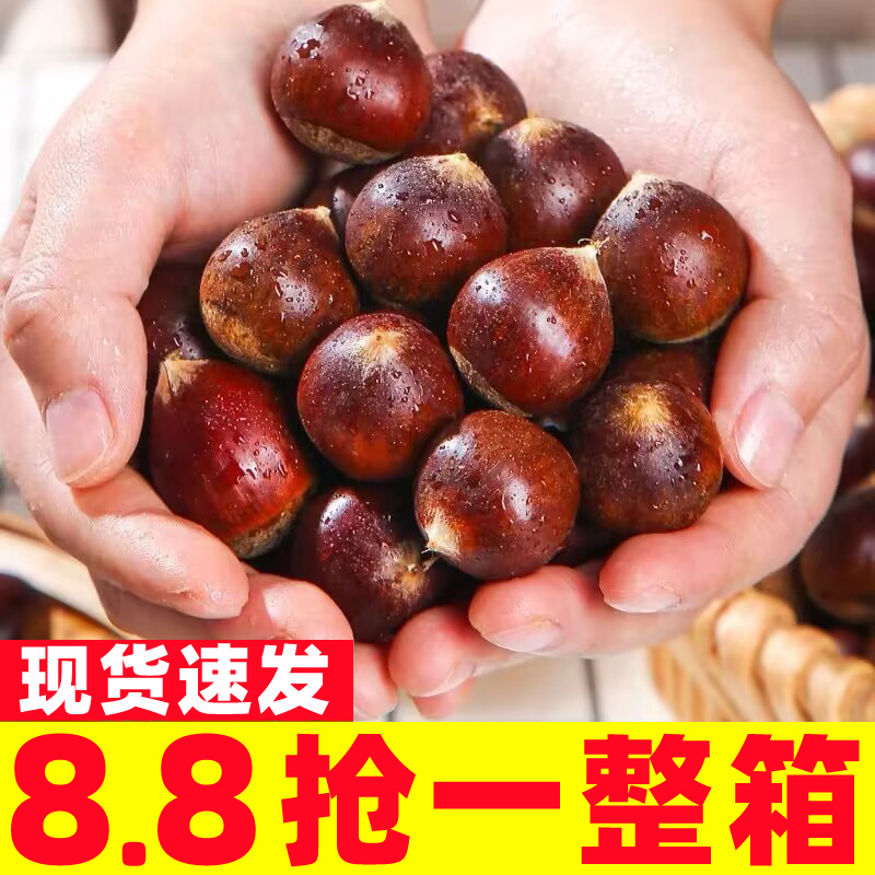 2025年新货建瓯锥栗板栗生新鲜野生油栗子高山农家现摘锥形毛栗子