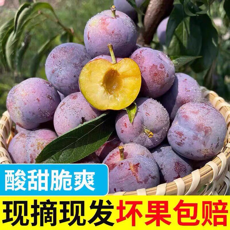 正宗四川五月脆李子脱骨李新鲜水果脆蜂糖半边茵红脆李凤凰李大果