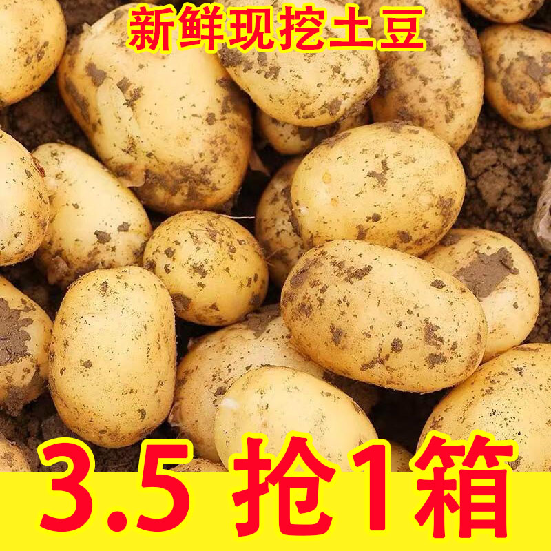 新鲜黄皮黄心土豆新鲜现挖马铃薯当季蔬菜农家土豆包邮