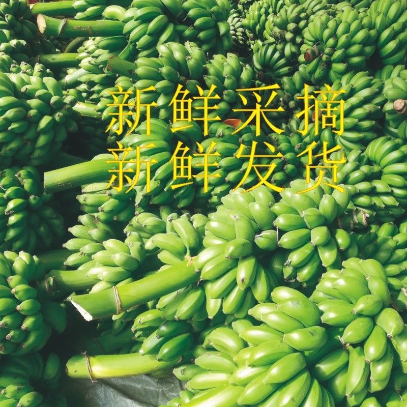 广西香蕉新鲜小米蕉9斤水果包邮小香芭蕉苹果蕉自然熟当季整箱