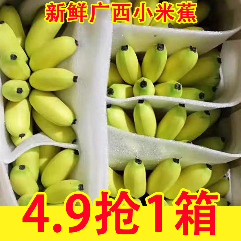正宗广西小米蕉香蕉9斤新鲜水果整箱当季鲜苹果蕉自然熟粉蕉包邮