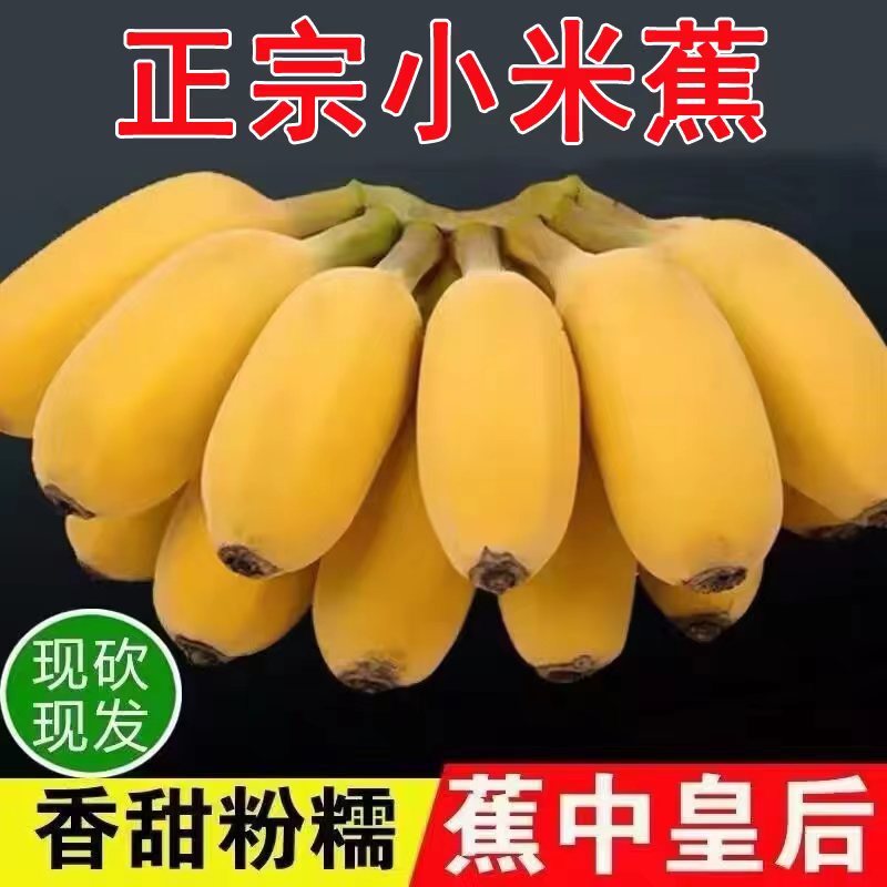 正宗广西小米蕉香蕉9斤新鲜水果整箱当季鲜苹果蕉自然熟粉蕉包邮