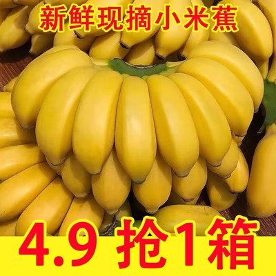 现摘广西小米蕉当季新鲜水果9斤整箱自然熟banana苹果蕉香蕉粉蕉