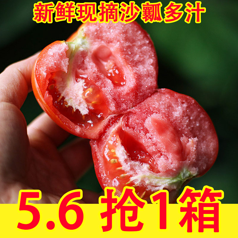 新鲜草莓西红柿普罗旺斯沙瓤自然熟生吃大番茄老品种柿子水果