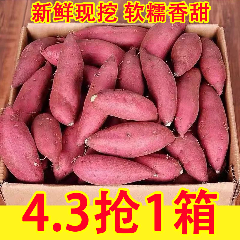 新鲜香甜糖心红薯9斤地瓜现挖板栗番薯沙地农家自种蜜薯山芋
