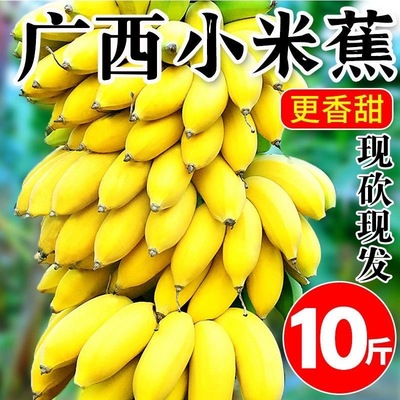 正宗广西小米蕉香蕉9斤新鲜水果整箱当季鲜苹果蕉自然熟粉蕉包邮