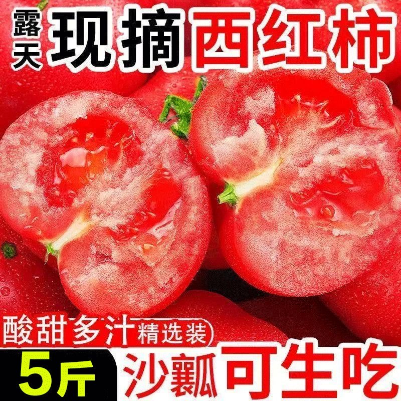 新鲜普罗旺斯番茄西红柿新鲜当季蔬菜沙瓤水果番茄