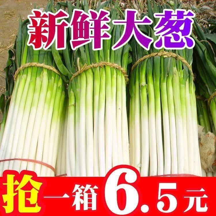 山东正宗章丘新鲜铁杆大葱9斤蔬菜蘸酱农家现挖包邮甜葱嫩葱新