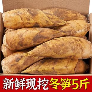 新鲜福建冬笋新鲜现发毛竹笋鲜笋竹笋腌笃鲜大毛笋新鲜春笋嫩笋尖