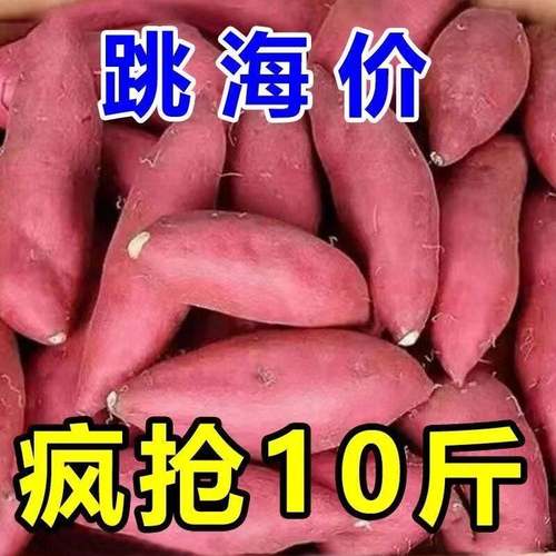 正宗蜜薯新鲜糖心9板栗番薯沙地红薯地瓜蔬菜农家自种六鳌
