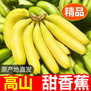 [催熟食用]正宗广西高山甜香蕉威尼斯绿皮软糯香甜自然熟新鲜水果