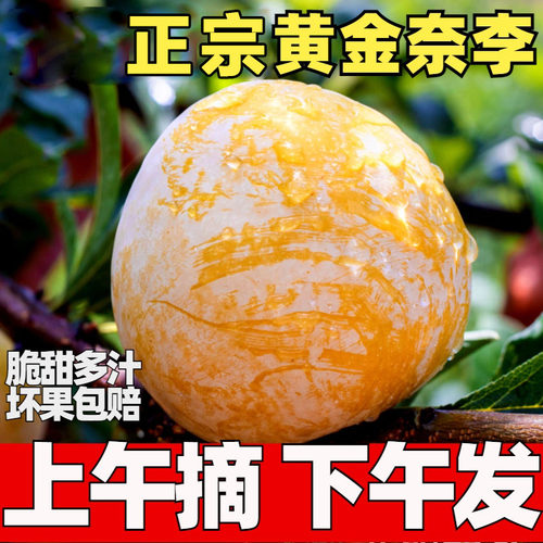 黄金奈李油奈李子新鲜水果当季脱骨蜂糖四川桃花五月整箱三华包邮
