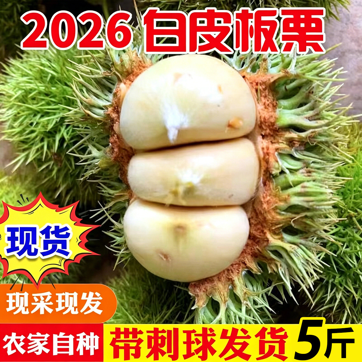 2026新鲜生板栗球带刺壳板栗球云南板栗球嫩毛栗子板栗刺球3斤5斤