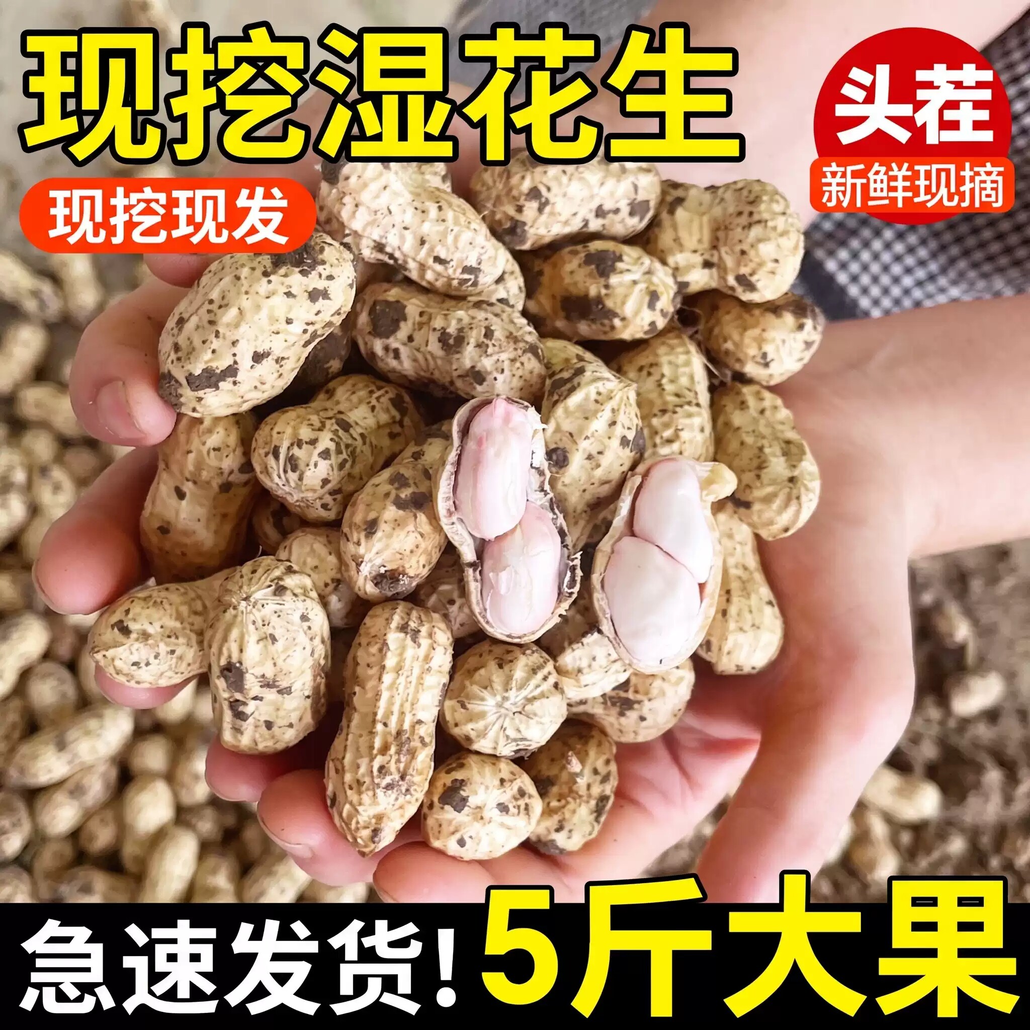 2026年现挖湿花生新鲜花生带壳带泥粉皮红皮花生可水煮新鲜湿花生