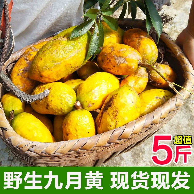 野生九月黄5斤新鲜现摘牛哈卵黄皮水果牛卵坨拿麻藤包八月瓜木通