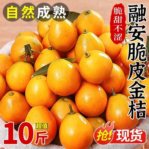 广西融安脆皮金桔新鲜纯甜无籽当季滑金桔皮大果可食纯甜包邮