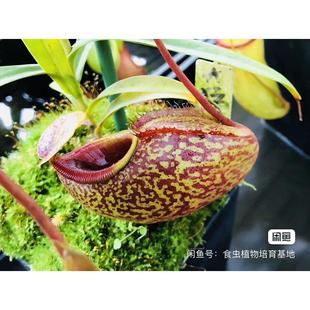 实物图 显目马兜铃猪笼草侧芽扦插小苗精选小苗小型食虫