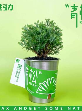 自然引力- 青松盆栽办公室桌面绿植雾松室内小盆栽创意小绿植礼品