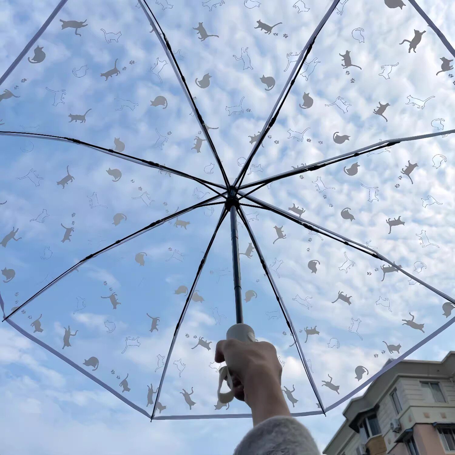 拍照好看！日系小清新学生透明黑猫雨伞全自动防风成人折叠雨伞