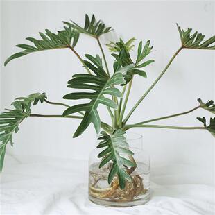 植物私生活 小天使蔓绿绒仙羽 观叶绿植 水培盆栽 玻璃花瓶