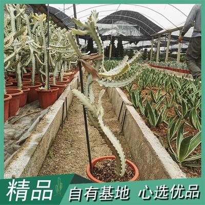 白龙骨白帝锦盆栽大戟科沙生植物盆栽量天尺仙人柱造型仙人掌植物