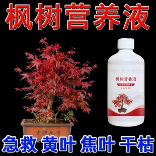 枫树营养液枫树专用肥红枫树肥料流泉枫黄金枫盆景叶尖枯焦营养液
