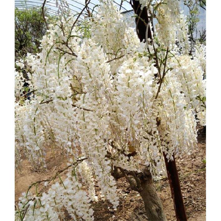 麝香藤 紫藤萝花树苗浓香丰花多花阳台盆景盆栽庭院爬藤喜螺紫藤