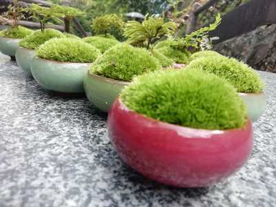鲜活绿雨林苔藓缸水陆假山瓶养创意迷你植物办公室盆栽微景观包邮