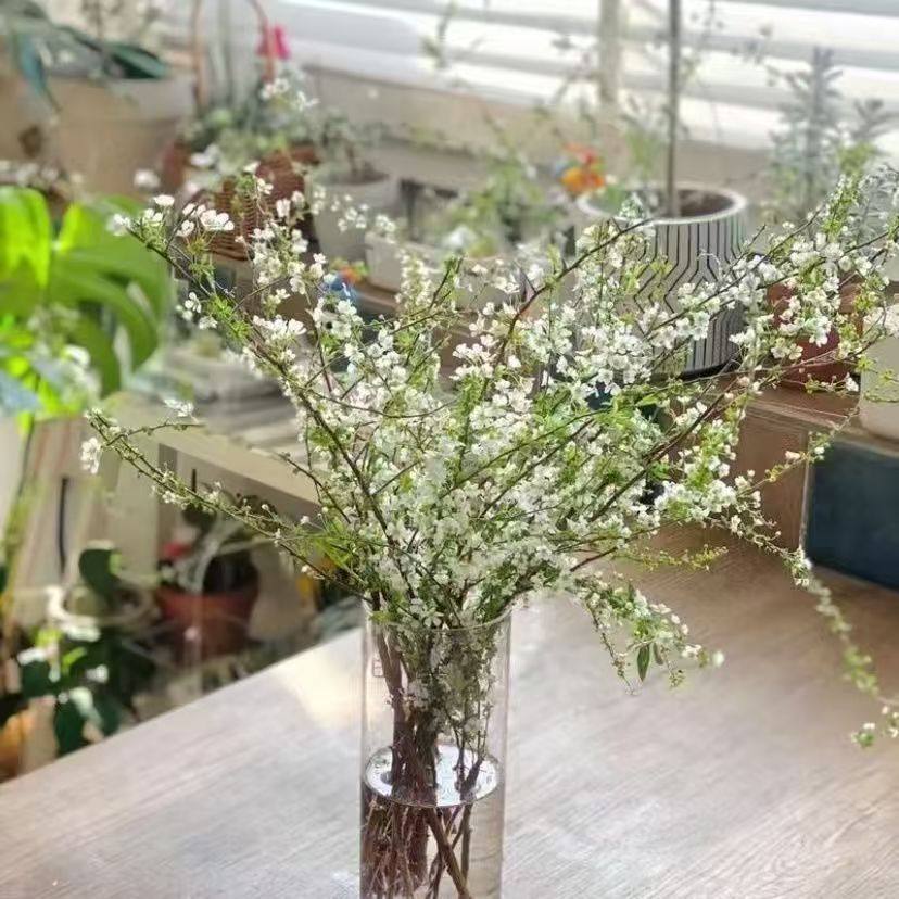 雪柳鲜枝冬季耐寒水培