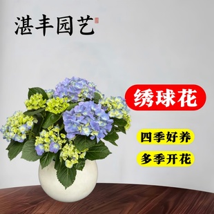 开无尽夏花卉植物室内绿植好养阳台庭院 绣球花盆栽树苗带花苞四季