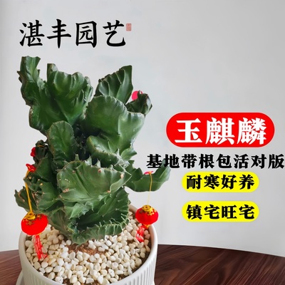 玉麒麟多肉耐旱好养30天养死包赔