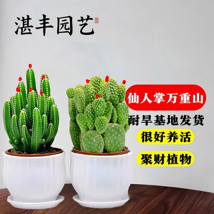 仙人掌多肉植物万重山盆栽客厅绿植小盆栽花卉室内教师节桌面好养