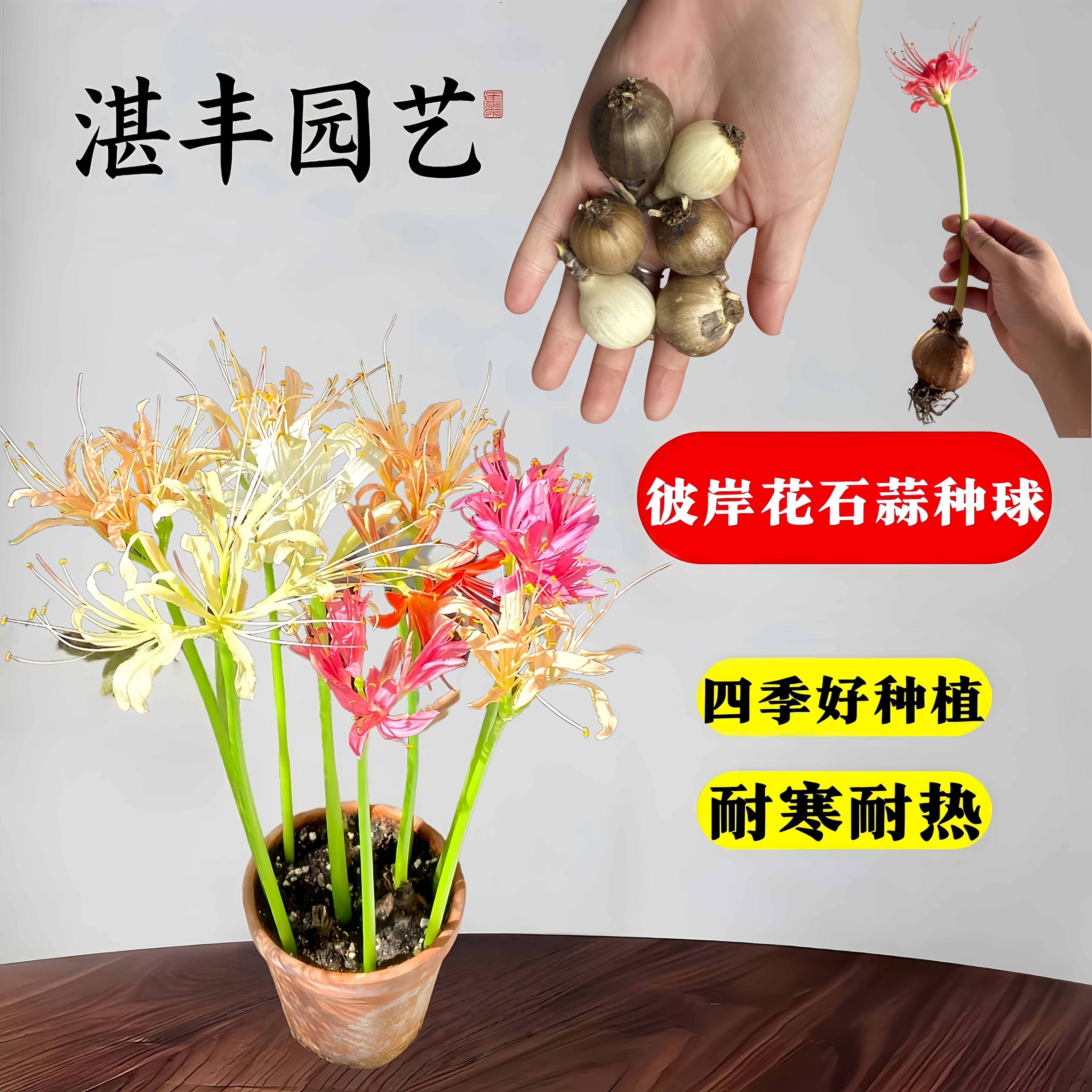 彼岸花花种球曼珠沙华盆栽阳台红花换锦石蒜大种球阳台花卉浓香型