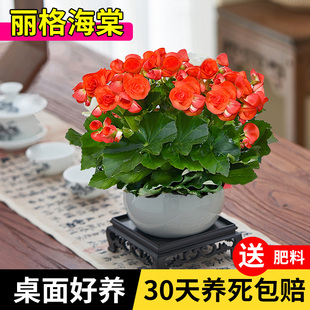 重瓣丽格海棠花盆栽客玫瑰海棠厅阳台四季开花勤净化空气室内花卉