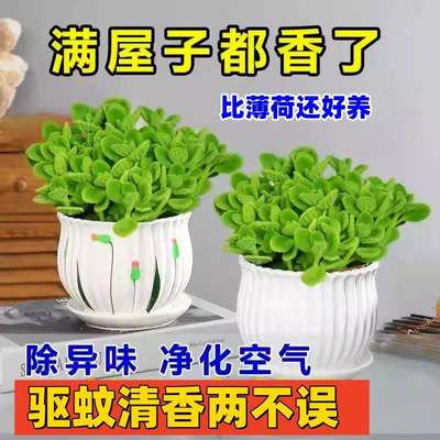 碰碰香盆栽绿植花卉一抹香室内阳台驱蚊虫多肉植物好养可食用薄荷