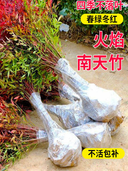 火焰南天竹盆栽客厅树苗室内植物盆景室外庭院耐寒竹子苗花卉绿植