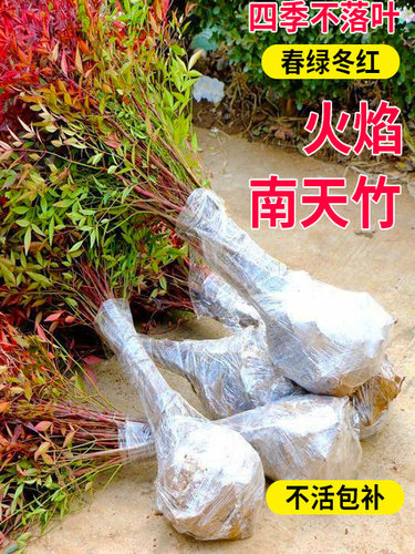 火焰南天竹盆栽客厅树苗室内植物盆景室外庭院耐寒竹子苗花卉绿植