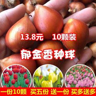 开花好活土养阳台花种 10颗郁金香水培盆栽荷兰进口重瓣大种球四季