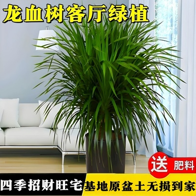 龙血树客厅绿植树苗旺宅老桩四季好养盆栽龙须树室内大型落地盆景