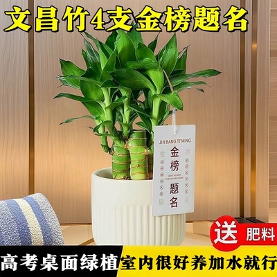 文昌竹4支金榜题名水培小富贵竹正宗带根室内盆栽高考书桌绿植养
