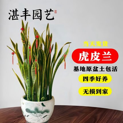 虎皮兰绿植大花盆金边盆栽多肉植物大型室内客厅花卉绿植室内花卉