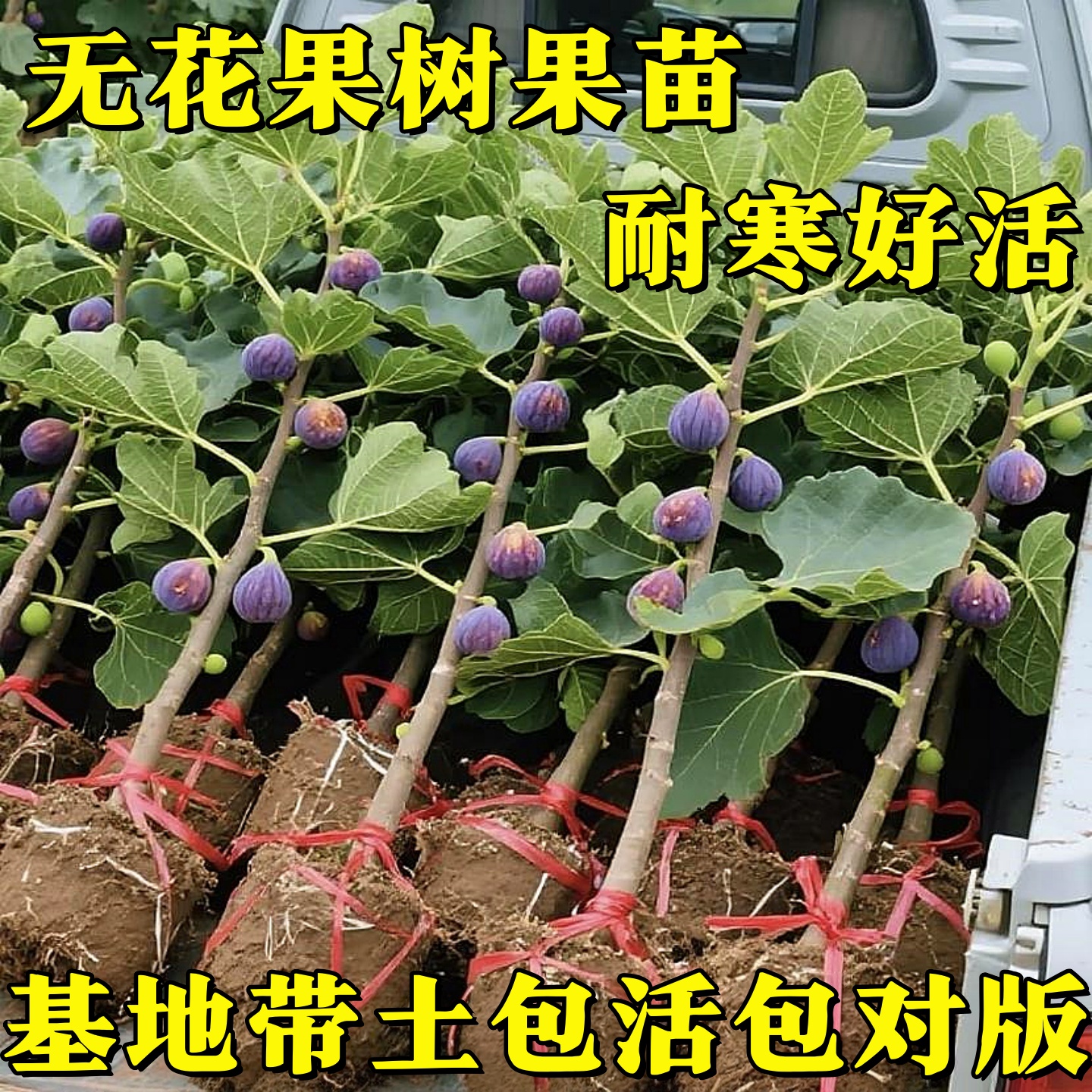 无花果树果苗新疆青皮威海带土果苗盆栽四季种植庭院当年结果耐寒