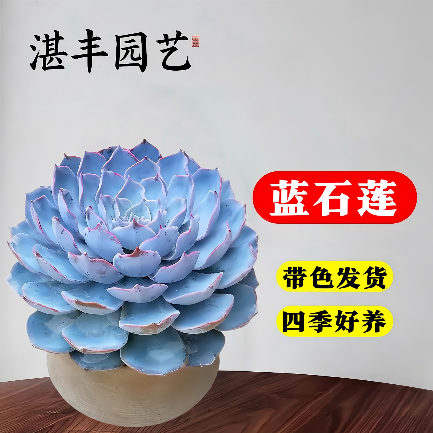 蓝石莲多肉植物盆栽老桩室内阳台绿植多肉好养植物花卉客厅办公室